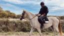 Gelding Zangersheide For sale 2022 Grey
