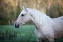 Mare PRE Pure Spanish Bred For sale 2019 Palomino
