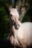 Mare PRE Pure Spanish Bred For sale 2019 Palomino