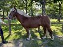 Mare No Origin Recorded For sale 2015 Silver dapple