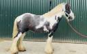 Gelding No Origin Recorded For sale 2015 Coloured