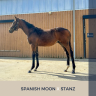 Colt Thoroughbred For sale 2024 Bay