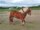 Mare Comtois For sale 2020 Chesnut
