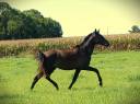 Colt PRE Pure Spanish Bred For sale 2023 Dark Bay