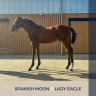 Colt Thoroughbred For sale 2024 Bay