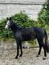 Gelding Selle Français For sale 2022 Grey