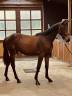 Filly Zangersheide For sale 2023 Bay
