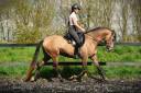 Entire PRE Pure Spanish Bred For sale 2020 Other color