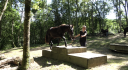 Gelding Mérens For sale 2022 Black