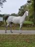 Gelding Anglo-Arabian For sale 2016 Grey