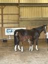 Broodmare Selle Français For sale 2009 Liver chestnut
