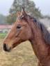Mare Zangersheide For sale 2024 Bay