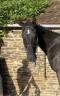 Gelding Hanoverian For sale 2021 Black