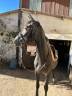 Gelding Zangersheide For sale 2021 Grey