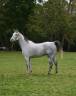Gelding Anglo-Arabian For sale 2016 Grey