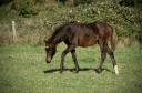 Colt New Forest For sale 2024 Dark Bay