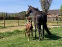 Equestrian property  Hautes-Pyrénées