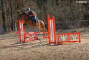 Entire French Saddle Pony For sale 2021 Bay