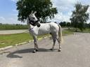 Gelding Selle Français For sale 2015 Grey