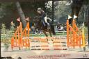 Gelding British Riding Pony For sale 2010 Bay