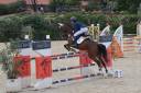 Gelding Northlands, Nordlandshest For sale 2009 Bay