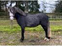 Gelding Kerry Bog For sale 2019 Grey