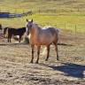 Mare Quarter For sale 2018 Palomino