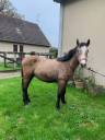 Colt Connemara For sale 2023 Buckskin