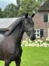 Mare KWPN Dutch Warmblood For sale 2021 Black