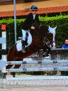 Gelding Origin Recorded For sale 2009 Dark Bay