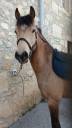 Mare French Saddle Pony For sale 2021 Buckskin