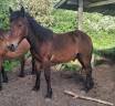 Entire Other Horse Breed For sale 2024 Bay