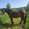 Gelding Other Horse Breed For sale 2016 Bay