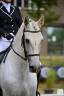 Gelding PRE Pure Spanish Bred For sale 2014 Grey