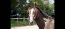 Gelding Lusitano For sale 2020 Grey
