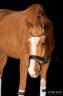 Gelding Zangersheide For sale 2012 Chesnut