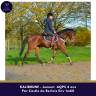 Mare AQPS For sale 2020 Bay