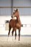 Filly sBs Belgian Warmblood For sale 2023 Chesnut