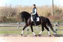 Gelding Lusitano For sale 2019 Black
