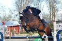 Mare Cheval de Selle Italien For sale 2015 Bay