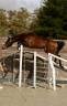 Stallion KWPN Dutch Warmblood For sale 2022 Bay