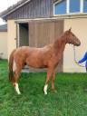 Gelding Selle Français For sale 2021 Chesnut