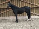 Mare Zangersheide For sale 2021 Black