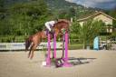 Gelding Selle Français For sale 2014 Chesnut