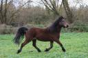 Mare Dartmoor For sale 2022 Bay