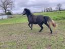 Gelding New Forest For sale 2022 Grey