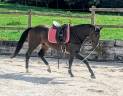 Gelding sBs Belgian Warmblood For sale 2023 Bay