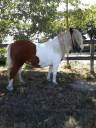 Gelding Shetland Pony For sale 2020 Coloured