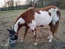 Gelding Paint For sale 2006 Coloured