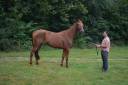 Mare French Trotter For sale 2020 Chesnut
